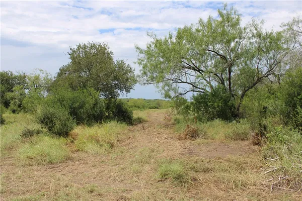 a view of a dry yard with trees in the background
