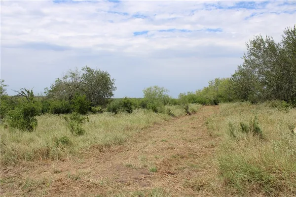 a view of a lush green forest