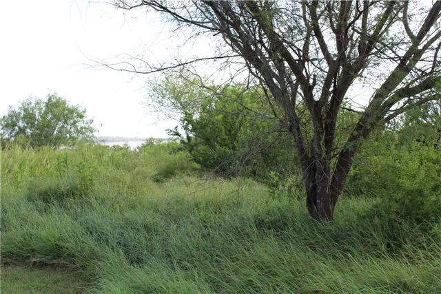 a view of a lush green space