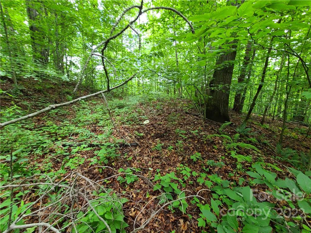999999 Patton Cove Road Swannanoa, NC 28778 - Photo 11 of 23 Gallery Image 11