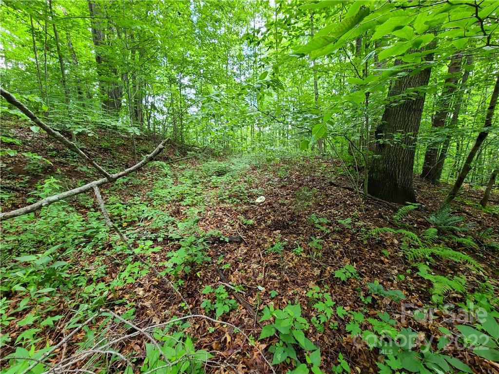 999999 Patton Cove Road Swannanoa, NC 28778 - Photo 20 of 23 Gallery Image 20