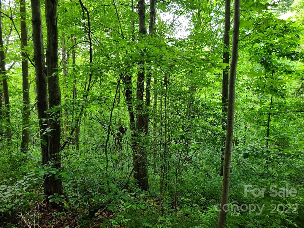 999999 Patton Cove Road Swannanoa, NC 28778 - Photo 23 of 23 Gallery Image 23