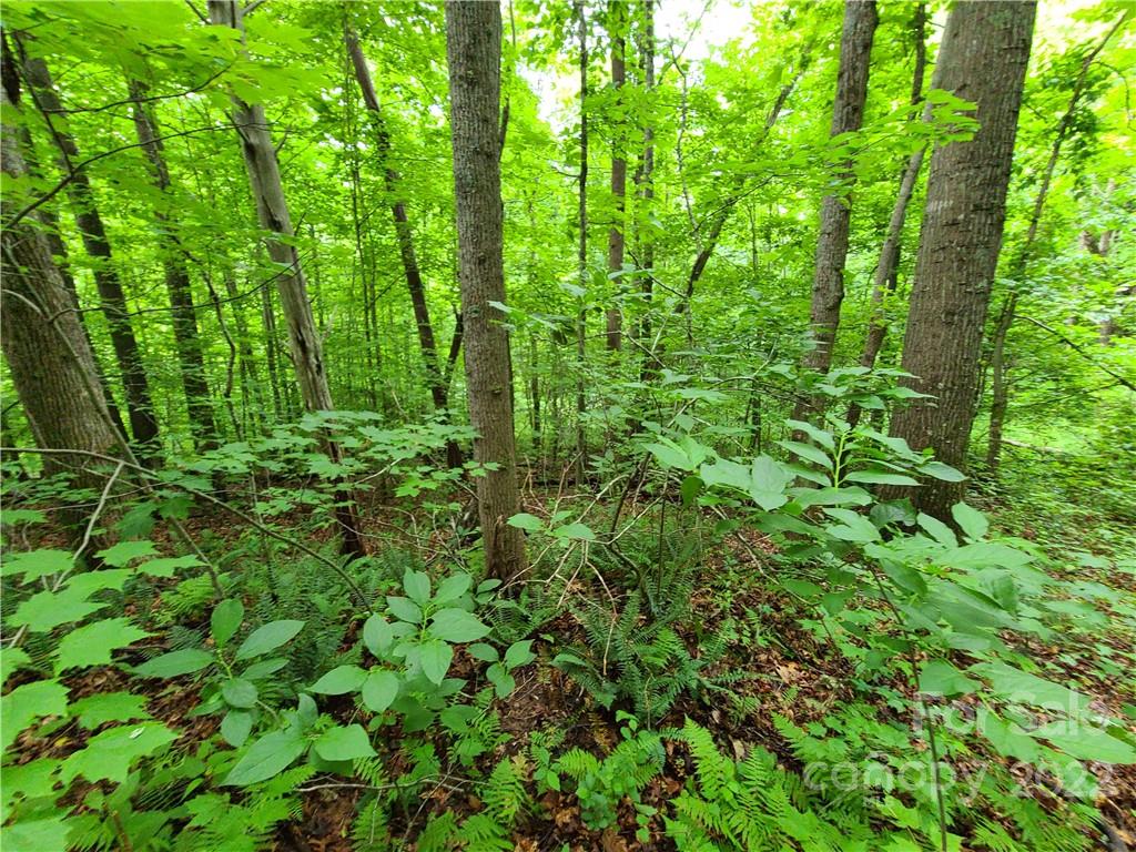 999999 Patton Cove Road Swannanoa, NC 28778 - Photo 8 of 23 Gallery Image 8