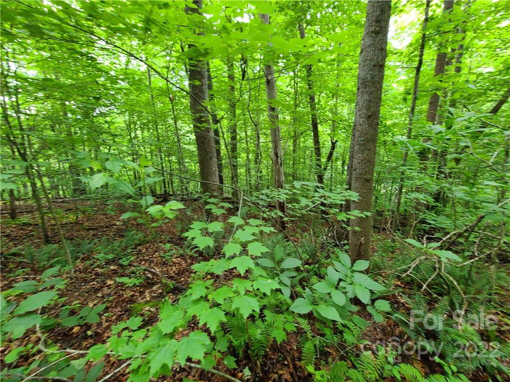 999999 Patton Cove Road Swannanoa, NC 28778 - Photo 9 of 23 Gallery Image 9