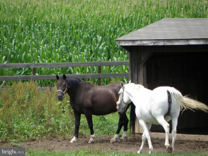 3833 Wayson Road Davidsonville, MD 21035 - Photo 19 of 29 Horse Pastures