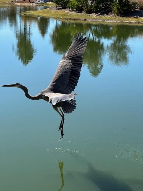307 Sandchase Cir Inlet Beach Inlet Beach, FL 32461 - Photo 60 of 64 0-1