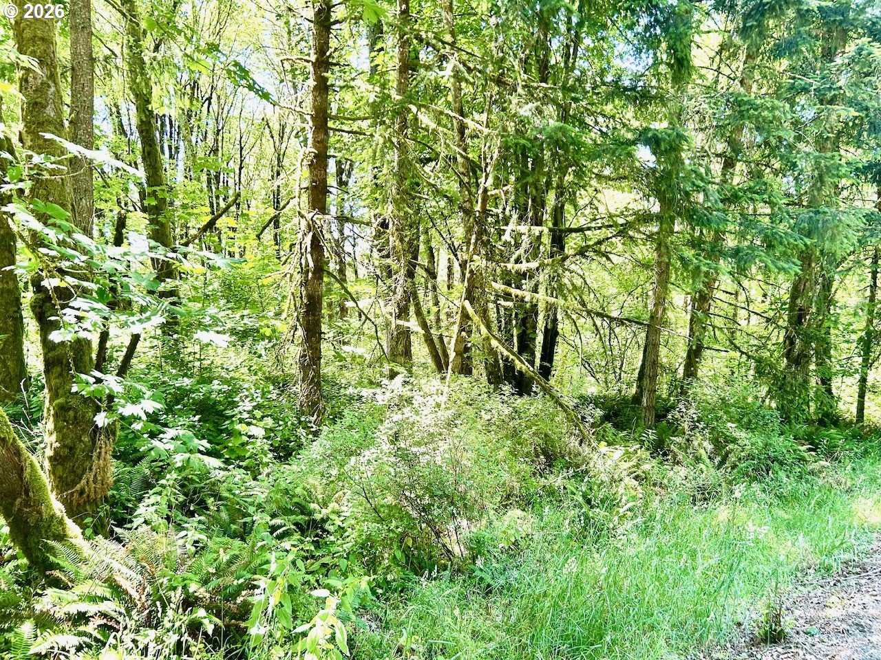 577 Martins Bluff Road Kalama, WA 98625 - Photo 11 of 13