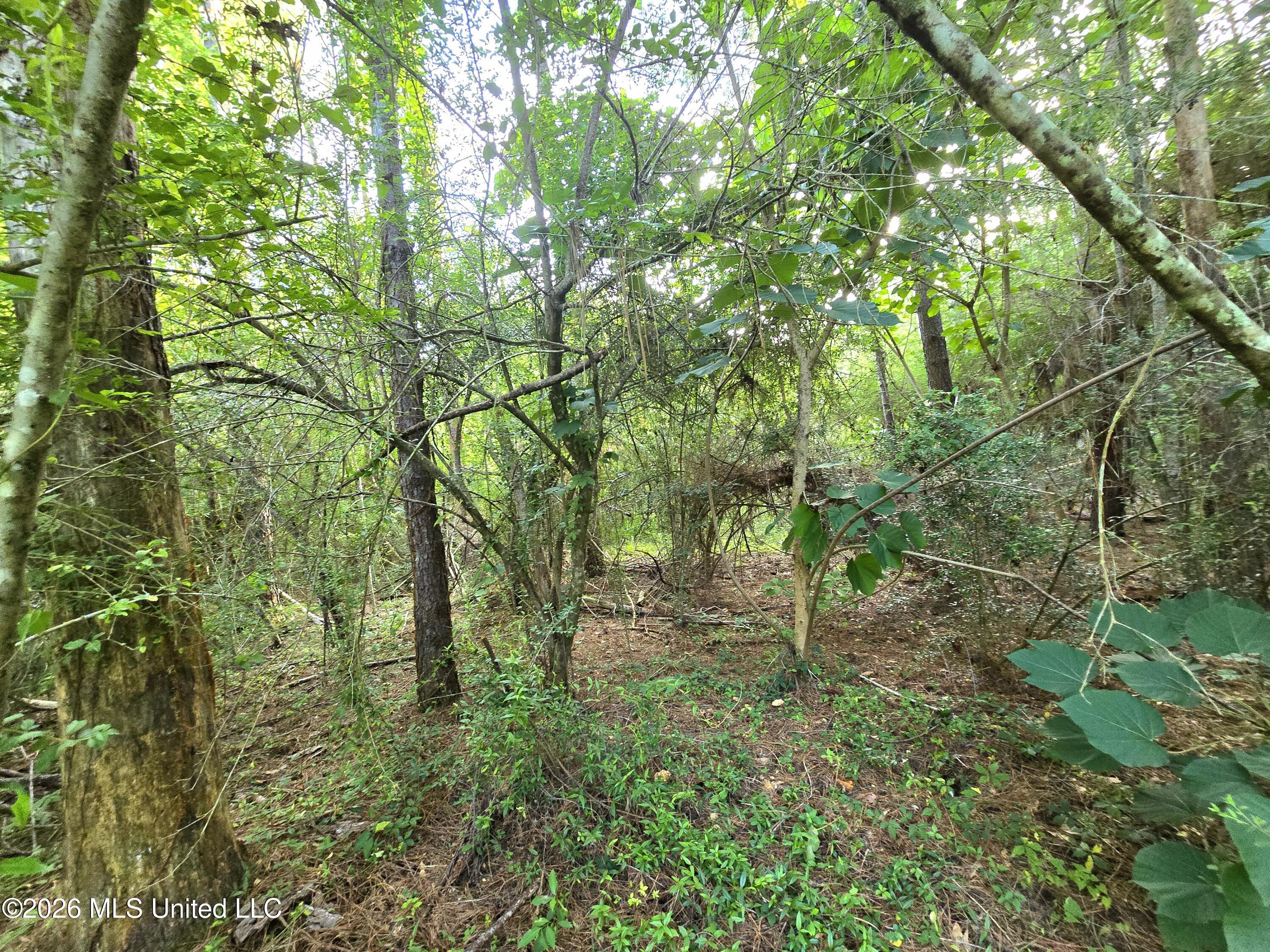 1189 Shady Grove Road Osyka, MS 39657 - Photo 24 of 27 20260622_183800