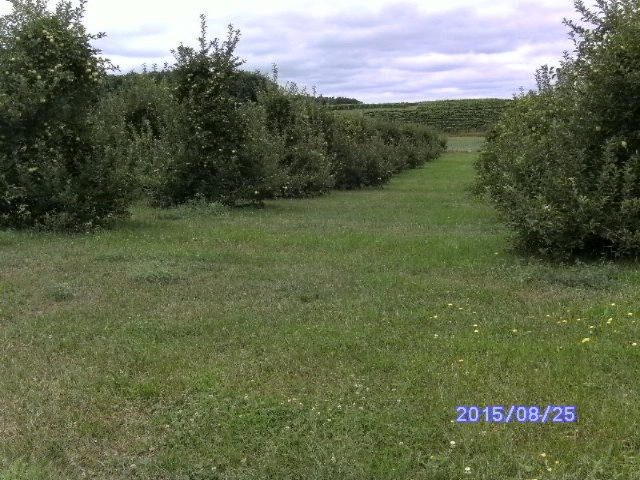 7780 Hill Road Watervliet, MI 49098 - Photo 12 of 13 HILL.2 006