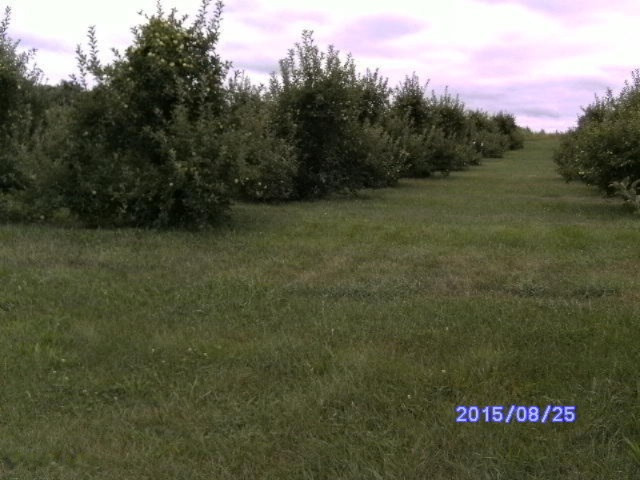 7780 Hill Road Watervliet, MI 49098 - Photo 7 of 13 HILL.2 001