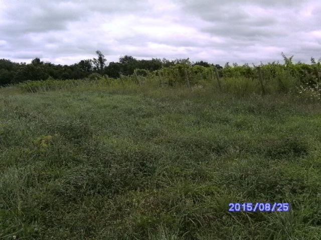7780 Hill Road Watervliet, MI 49098 - Photo 8 of 13 HILL.2 002