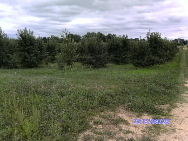 7780 Hill Road Watervliet, MI 49098 - Photo 9 of 13 HILL.2 003