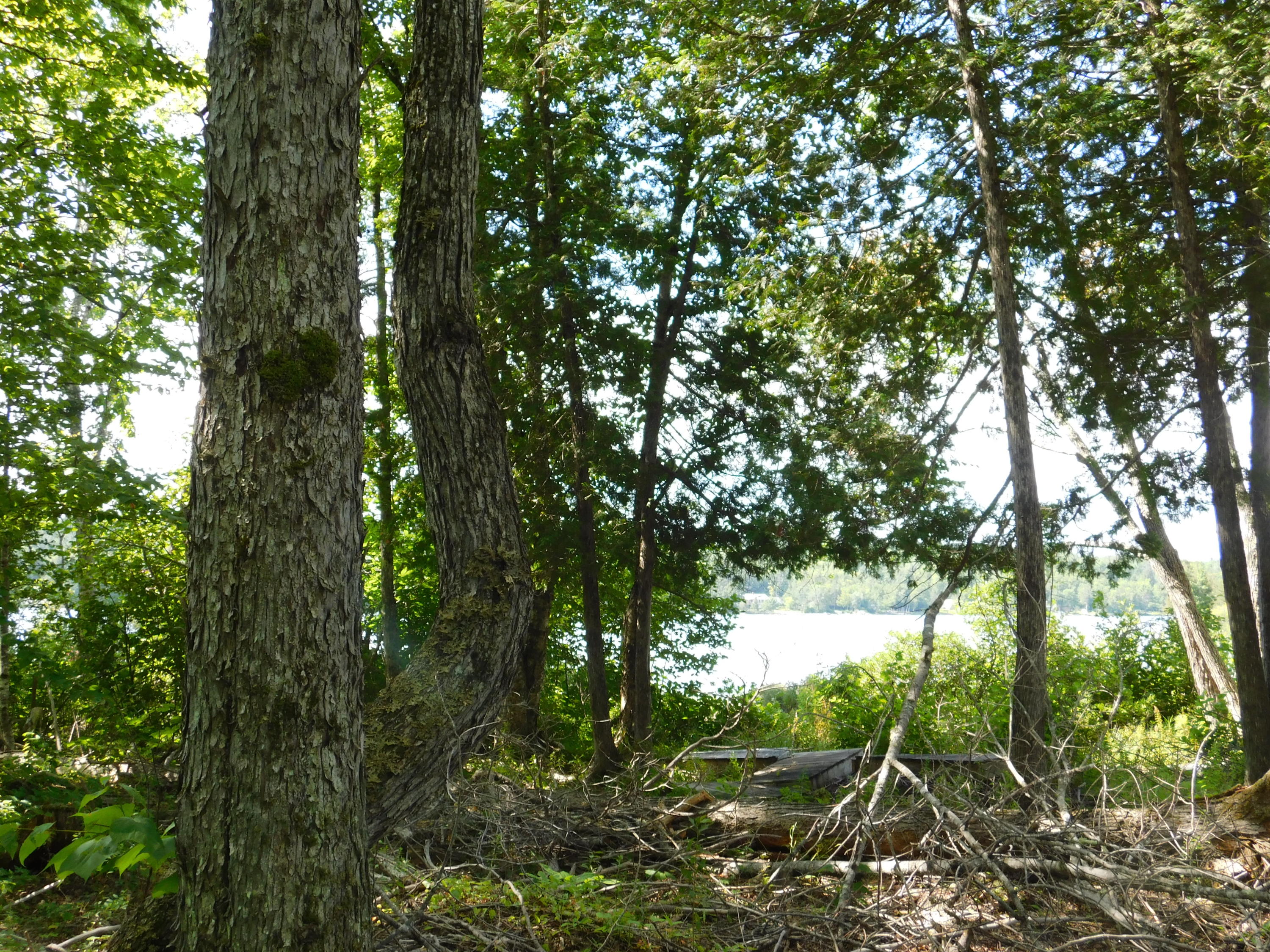 Lot 4 Flag Cove Road Dover-Foxcroft, ME 04426 - Photo 1 of 41 DSCN2238