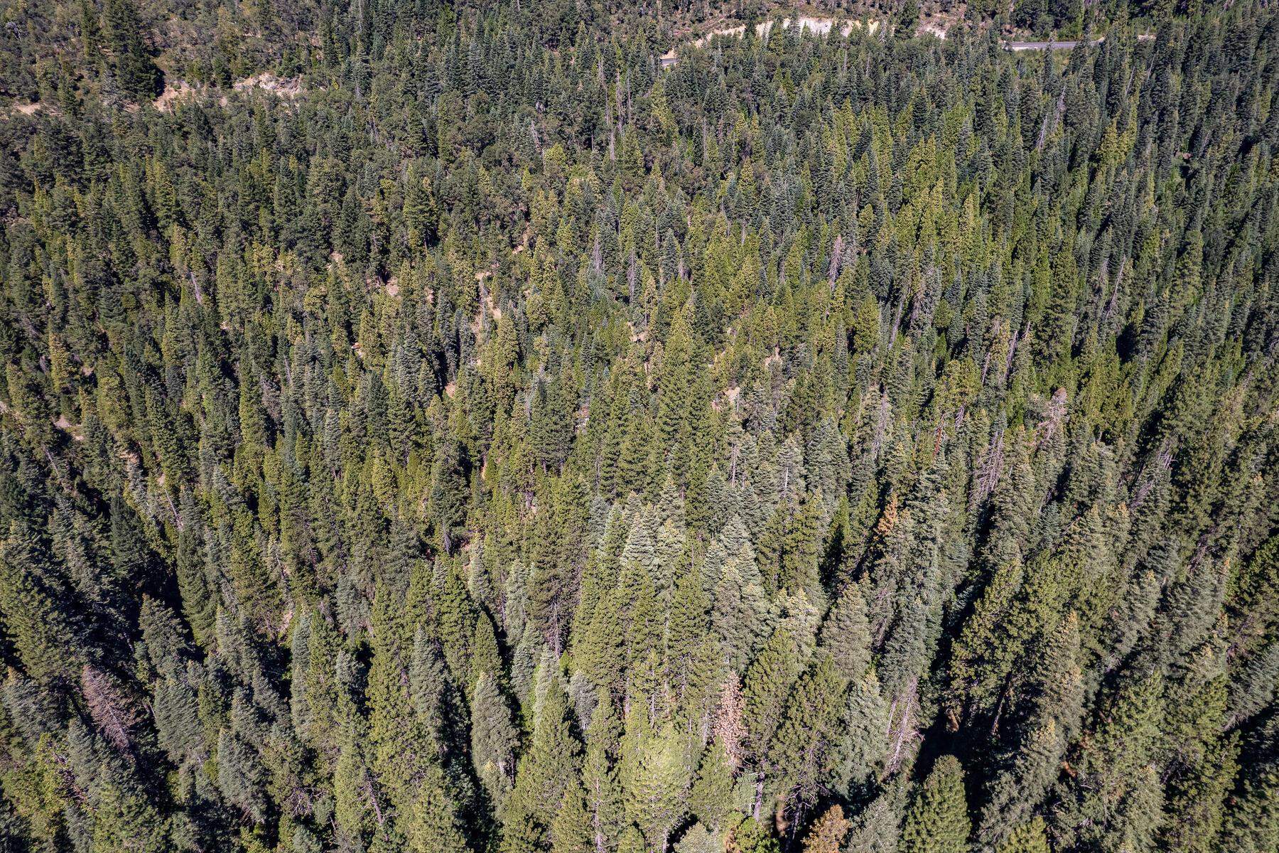 No Address No Address Texas Hill Road Emigrant Gap, CA 95715 - Photo 23 of 25 a view of a yard
