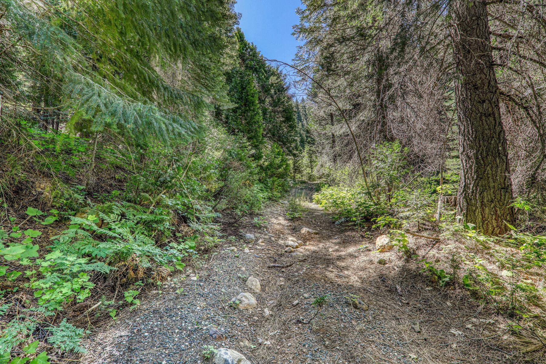 No Address No Address Texas Hill Road Emigrant Gap, CA 95715 - Photo 5 of 25 a view of a forest with trees in the background