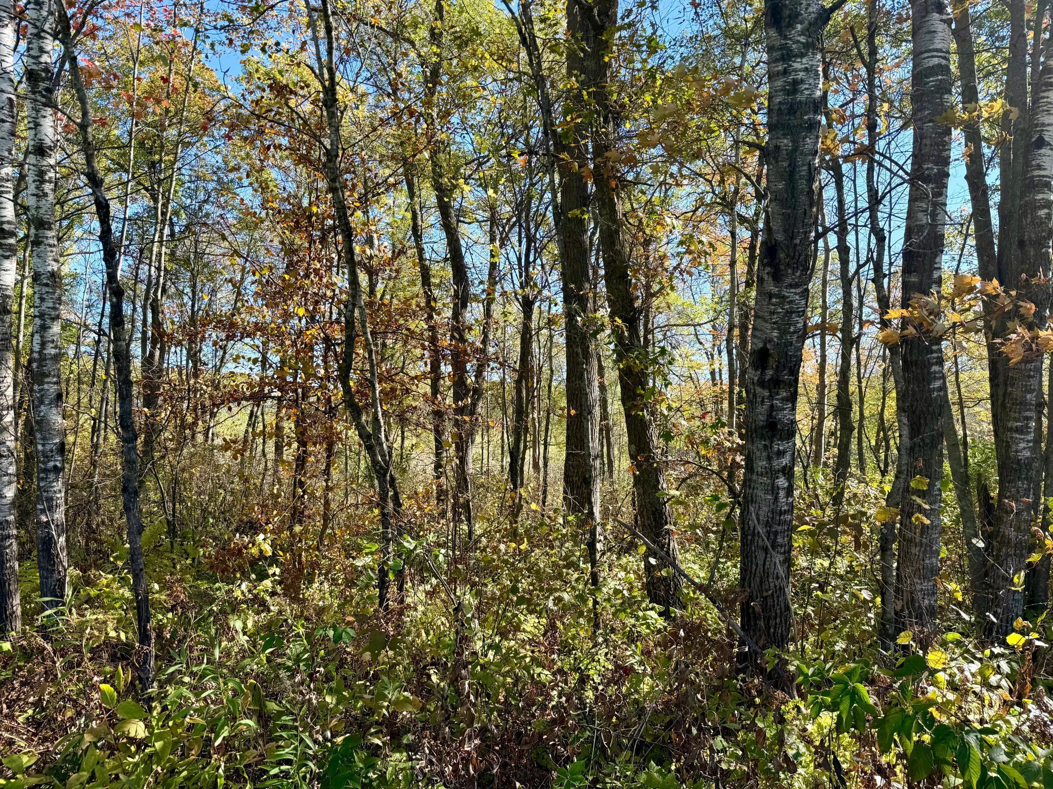 8 County Road 8 Brainerd, MN 56401 - Photo 3 of 12