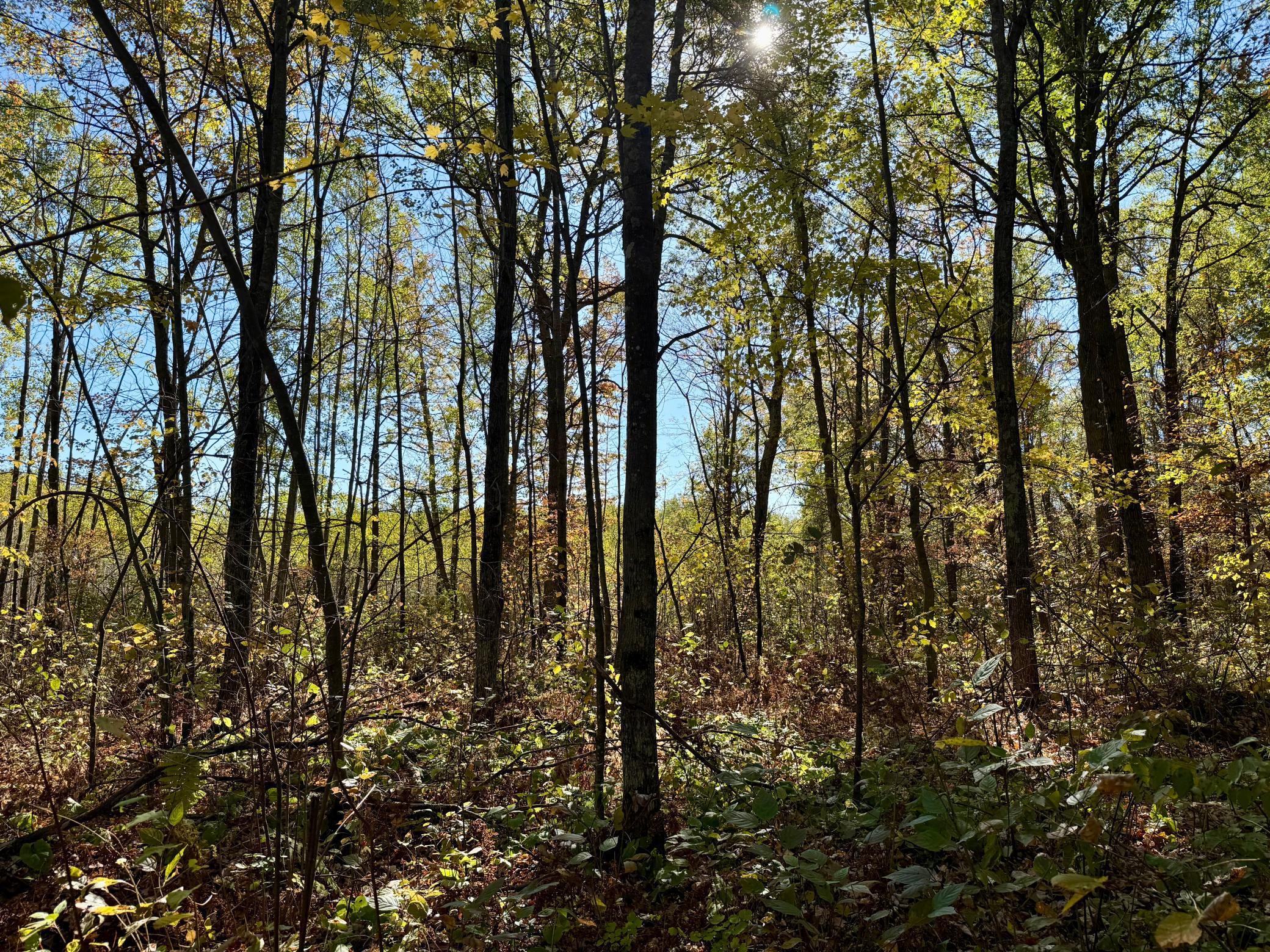 8 County Road 8 Brainerd, MN 56401 - Photo 5 of 12