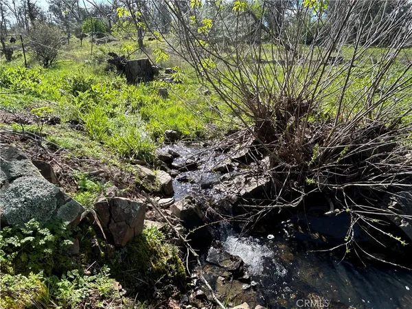 a view of a big yard with a tree