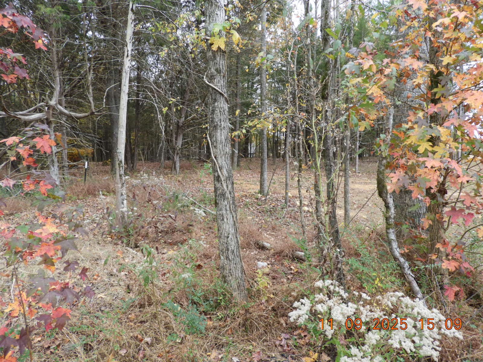 3135 Oak Grove Road Goodspring, TN 38460 - Photo 25 of 62 a backyard of a house with lots of green space and forest view