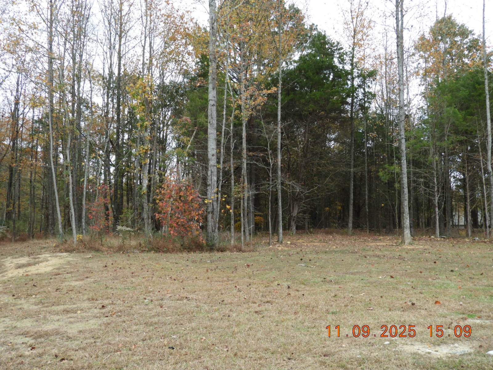 3135 Oak Grove Road Goodspring, TN 38460 - Photo 26 of 62 a view of outdoor space with trees
