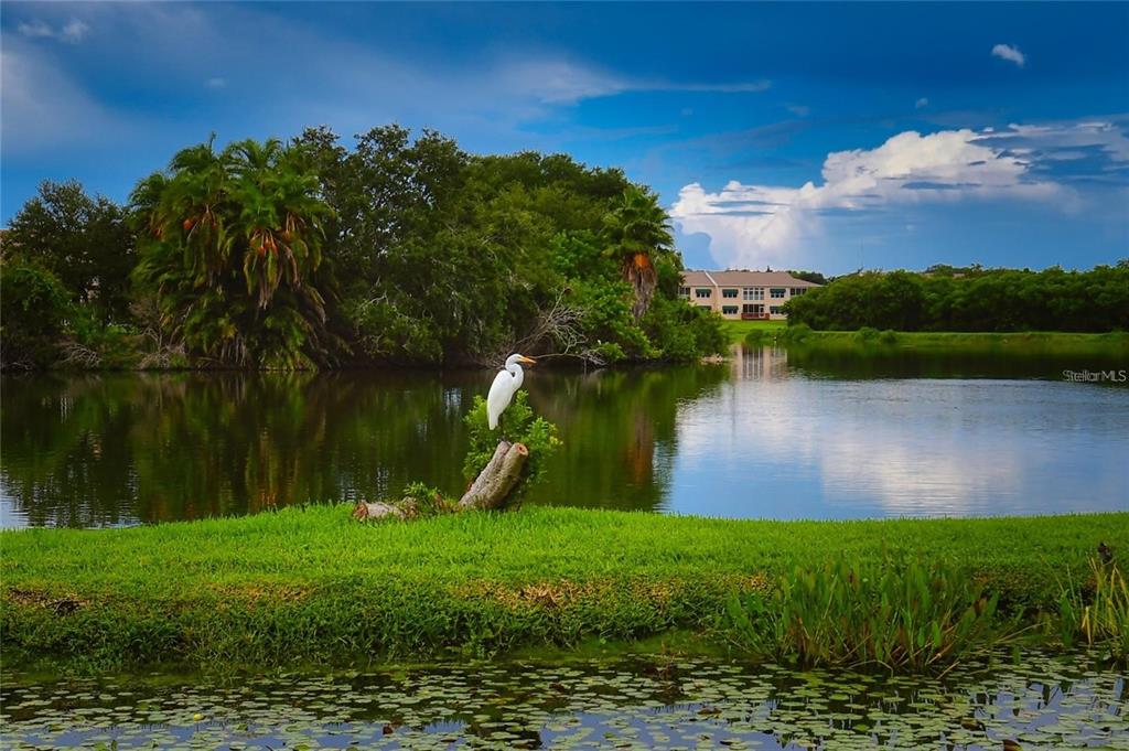 6450 Shoreline Drive, Unit 9405 St. Petersburg, FL 33708 - Photo 27 of 36 a view of a lake with a yard