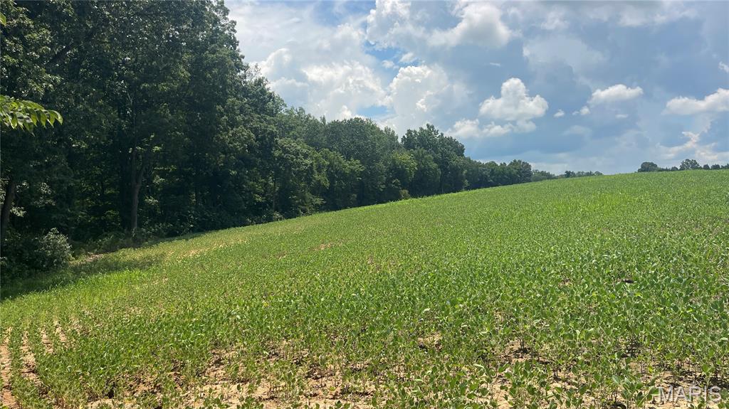920 South Poplar Camp Road Makanda, IL 62958 - Photo 14 of 53