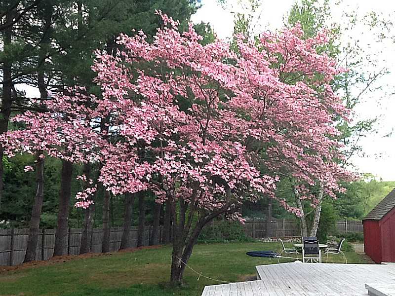 54 Rawson Road Cumberland, RI 02864 - Photo 21 of 22 Yard/Garden.