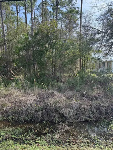 a view of a forest with trees