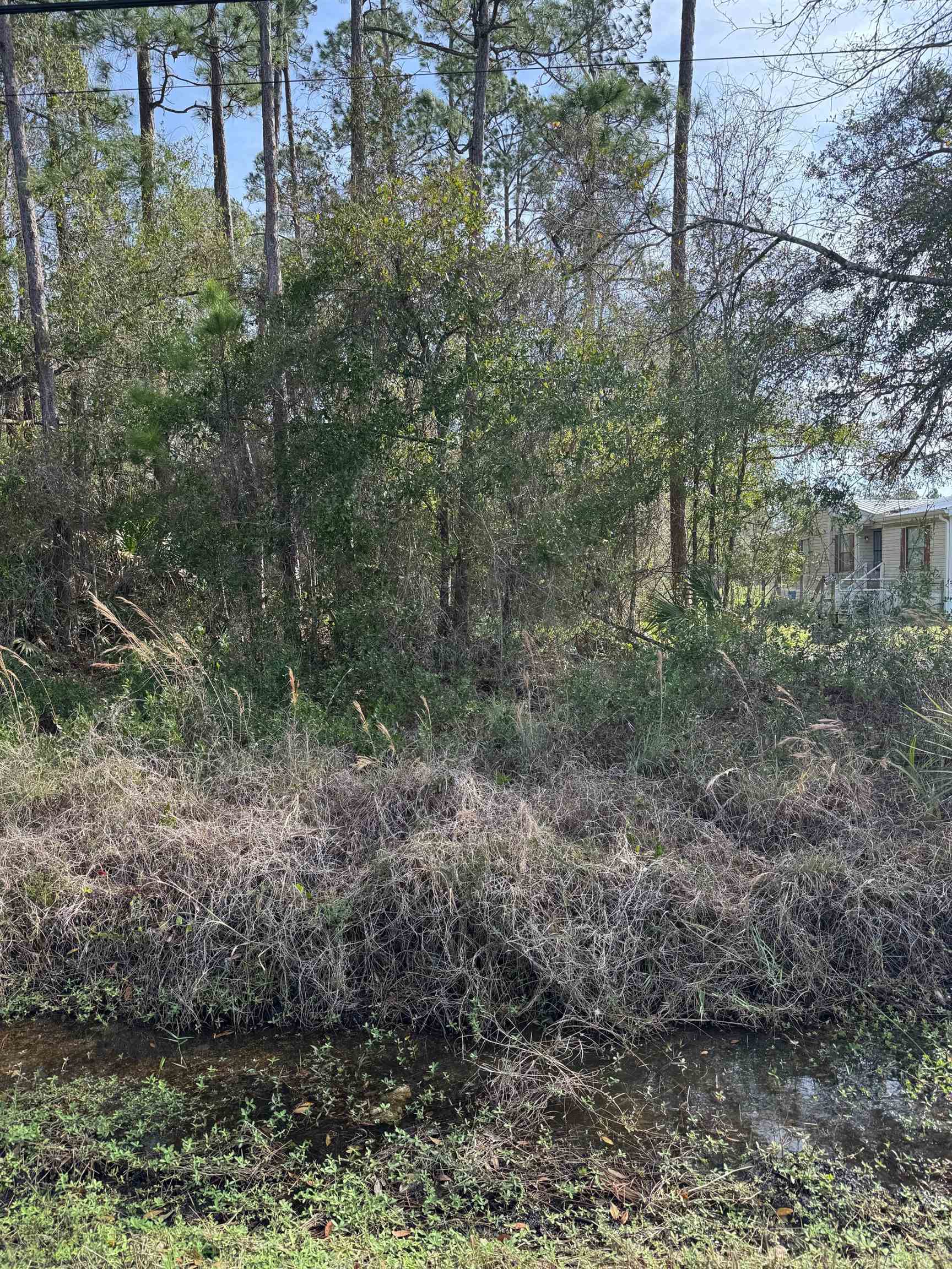 7628 Highway 1 St. Augustine, FL 32086 - Photo 3 of 7 a view of a forest with trees