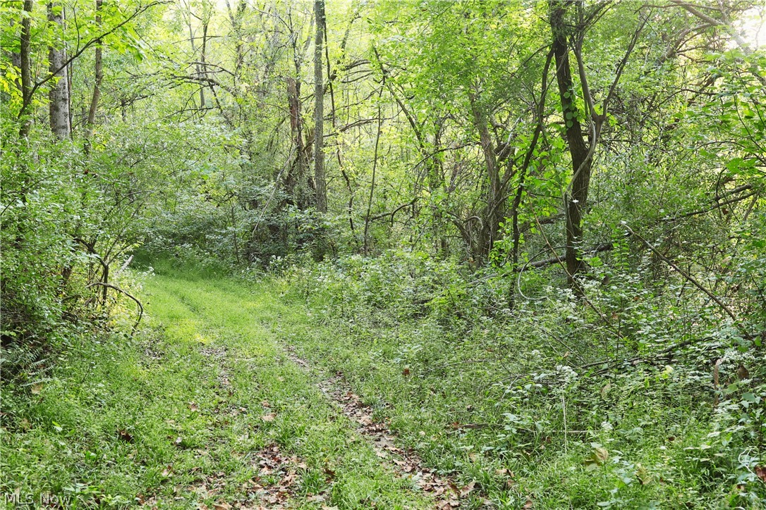 Groves Hill Road Caldwell, OH 43724 - Photo 18 of 44 Wooded property featuring a grass path, mature trees, and dense foliage