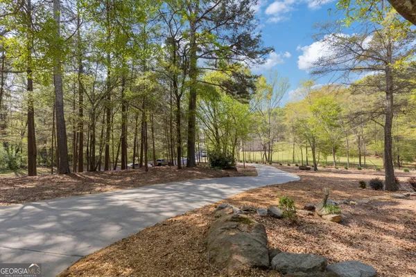 a view of a yard in a forest