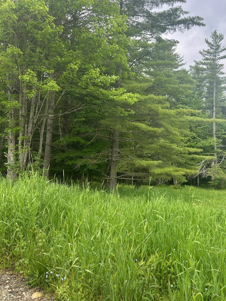 0 Rocky Road Johnson, VT 05656 - Photo 21 of 22