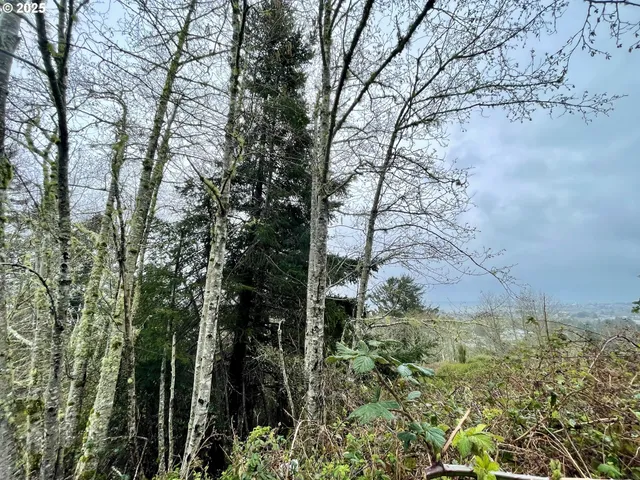 a view of a yard with large trees