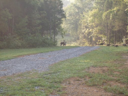 3035 Point Pleasant Road Newport, TN 37821 - Photo 39 of 41 Additional Photo