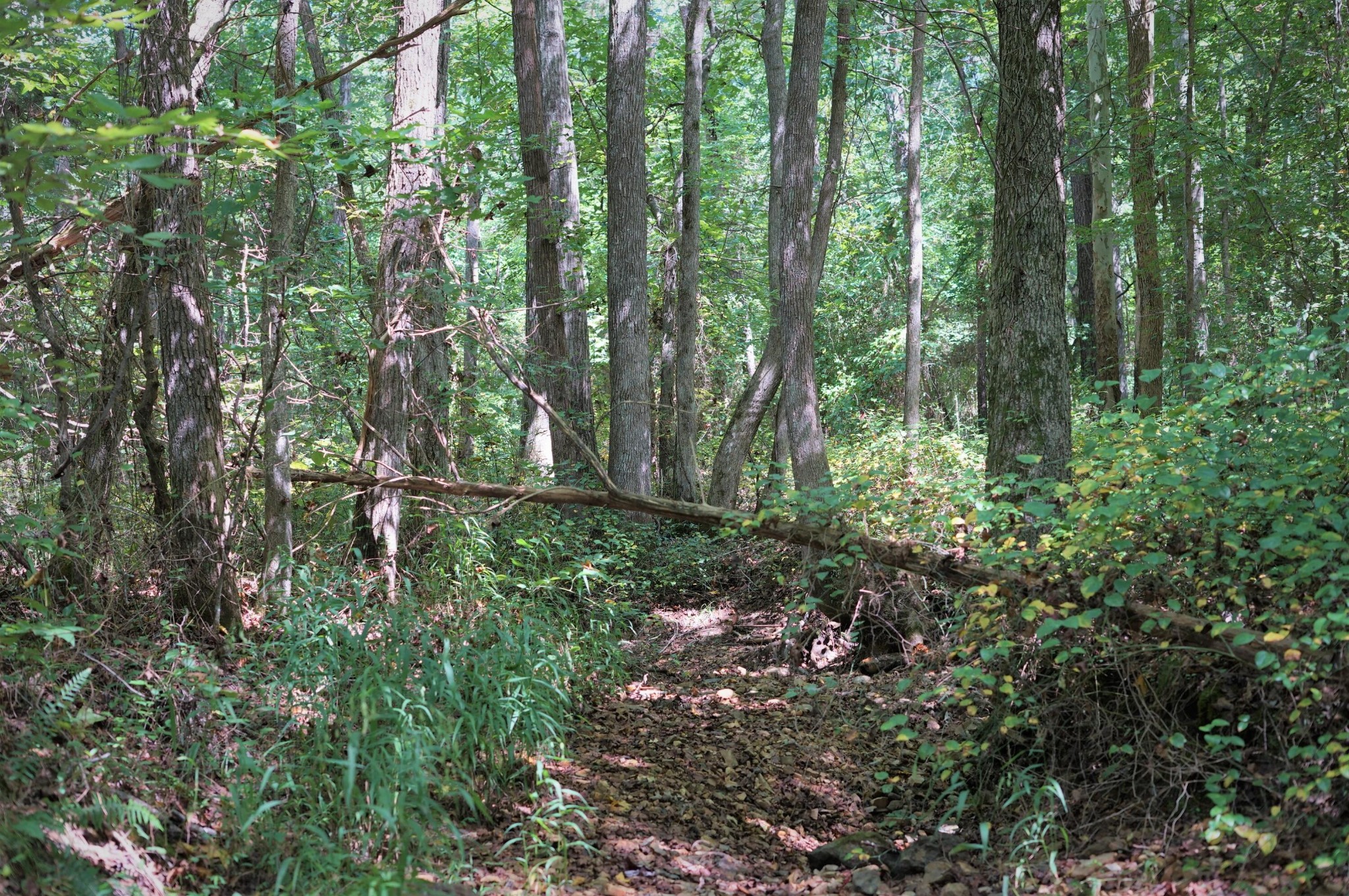 0 Lick Ck Road Big Sandy, TN 38221 - Photo 4 of 11 Gallery Image 4