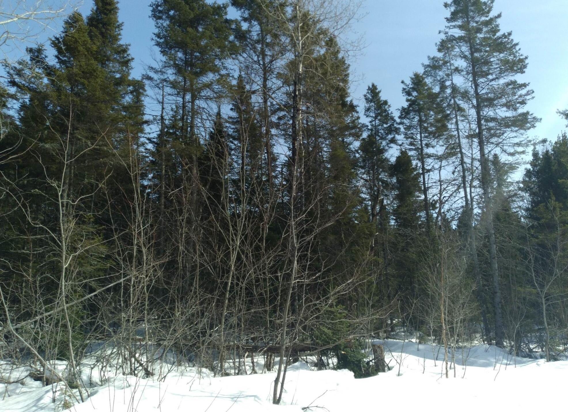 0 South Homestead Road Sault Ste. Marie, MI 49783 - Photo 4 of 8 Gallery Image 4