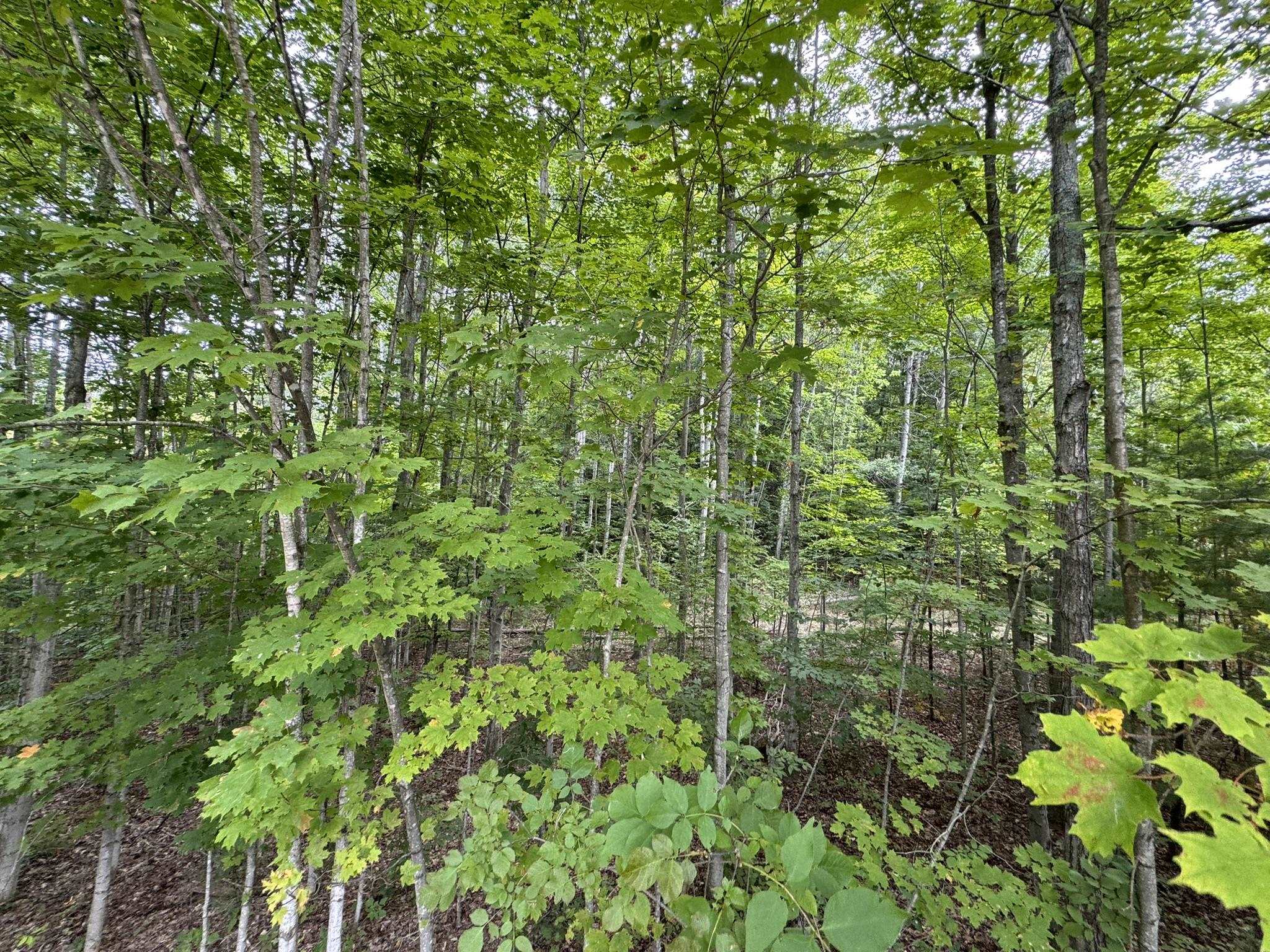 Lot 4 East Old Mountain Road, Unit LOT: 4 Cedar, MI 49621 - Photo 11 of 12