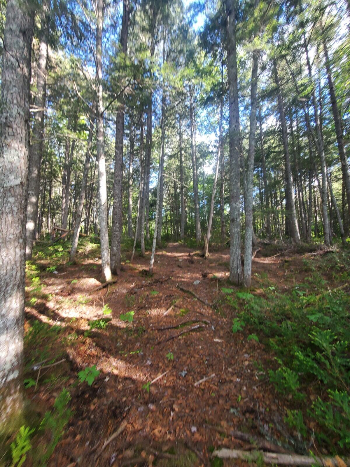 0 County Road New Limerick, ME 04761 - Photo 10 of 28 20220606_172143