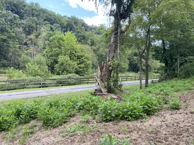 a view of outdoor space and yard