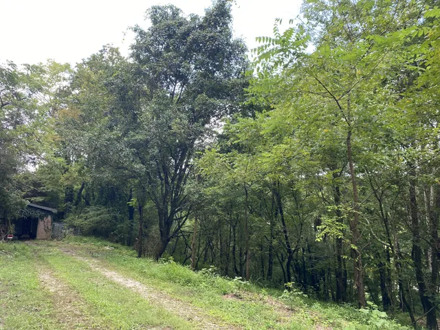 a view of a yard with large trees