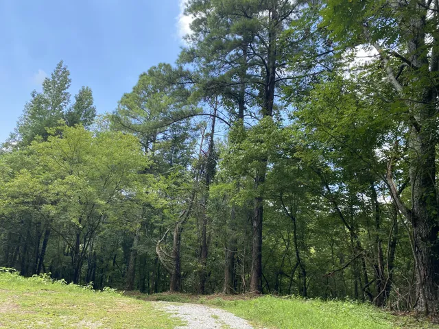 a view of a large trees