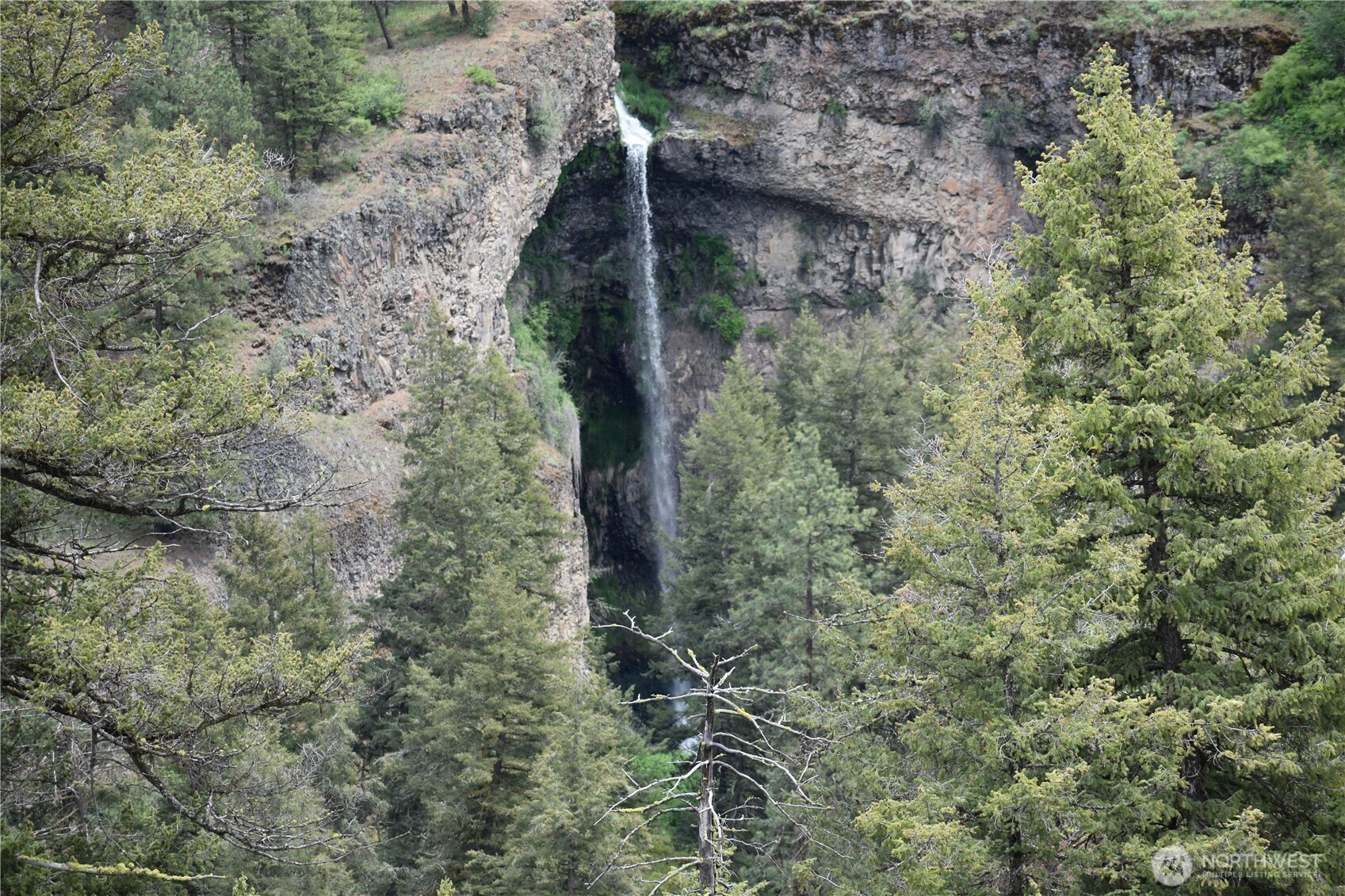 37227 South Long Road Cheney, WA 99004 - Photo 29 of 39 a close up of a plant in a garden