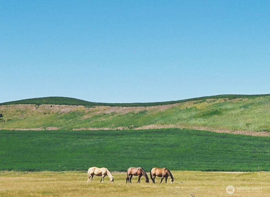 37227 South Long Road Cheney, WA 99004 - Photo 29 of 32