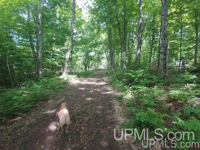 40-acres Co Rd 467 Germfask, MI 49836 - Photo 1 of 22