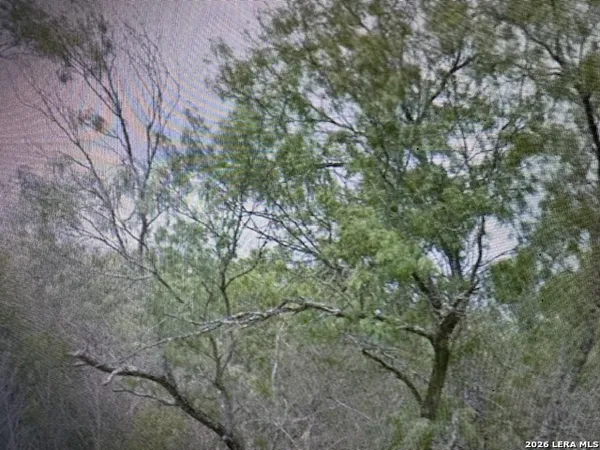 a view of a forest with lots of trees