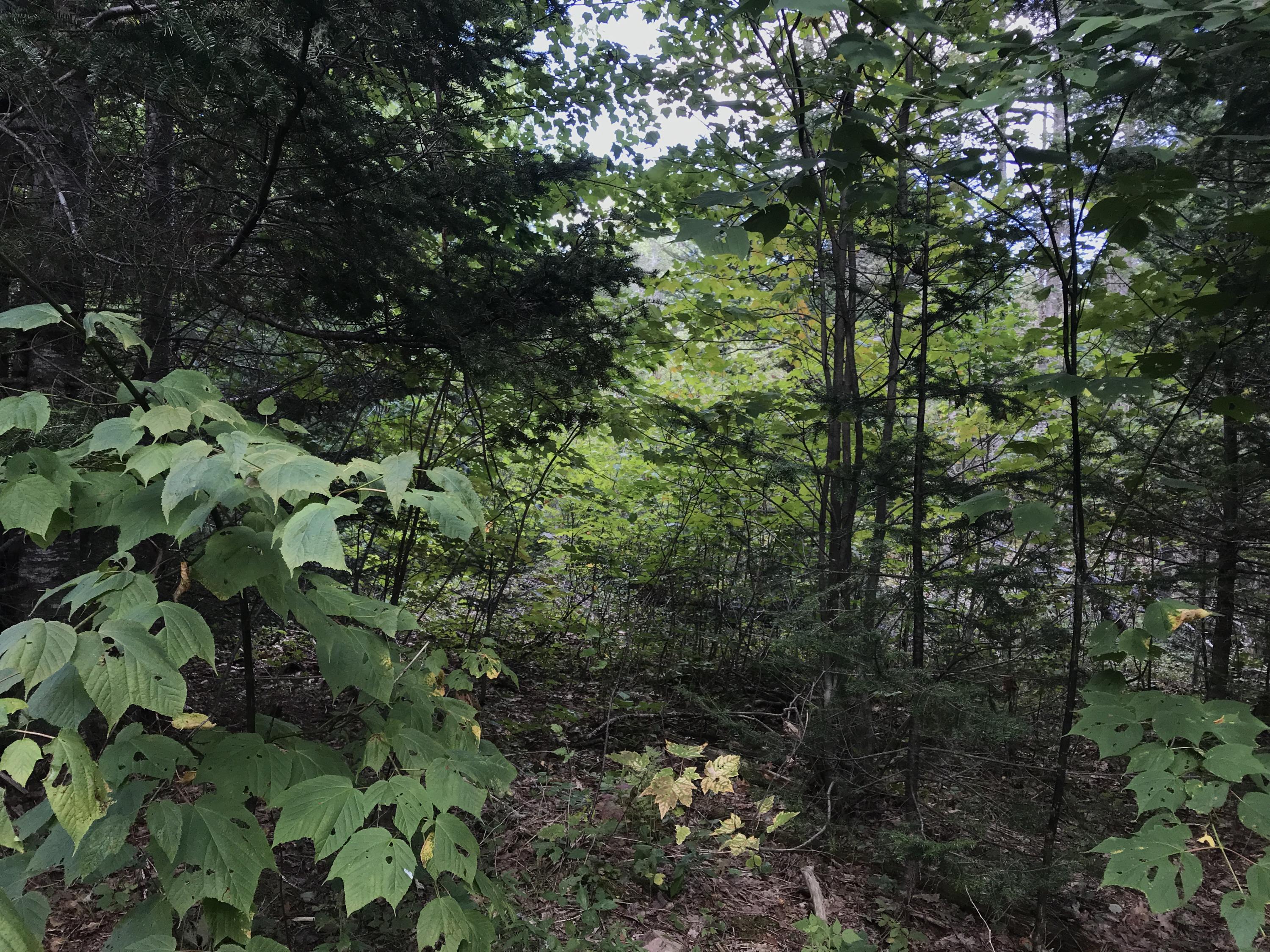 15-16 Ridge Road Robbinston, ME 04671 - Photo 25 of 31 IMG_3190