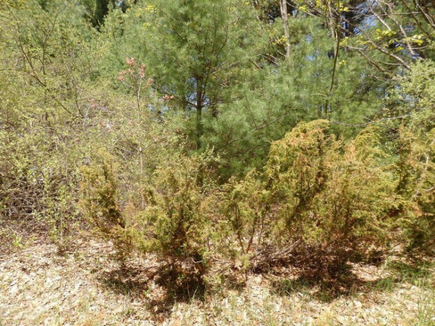 Lot 122 Fox Farm Road Manistee, MI 49660 - Photo 5 of 13 4