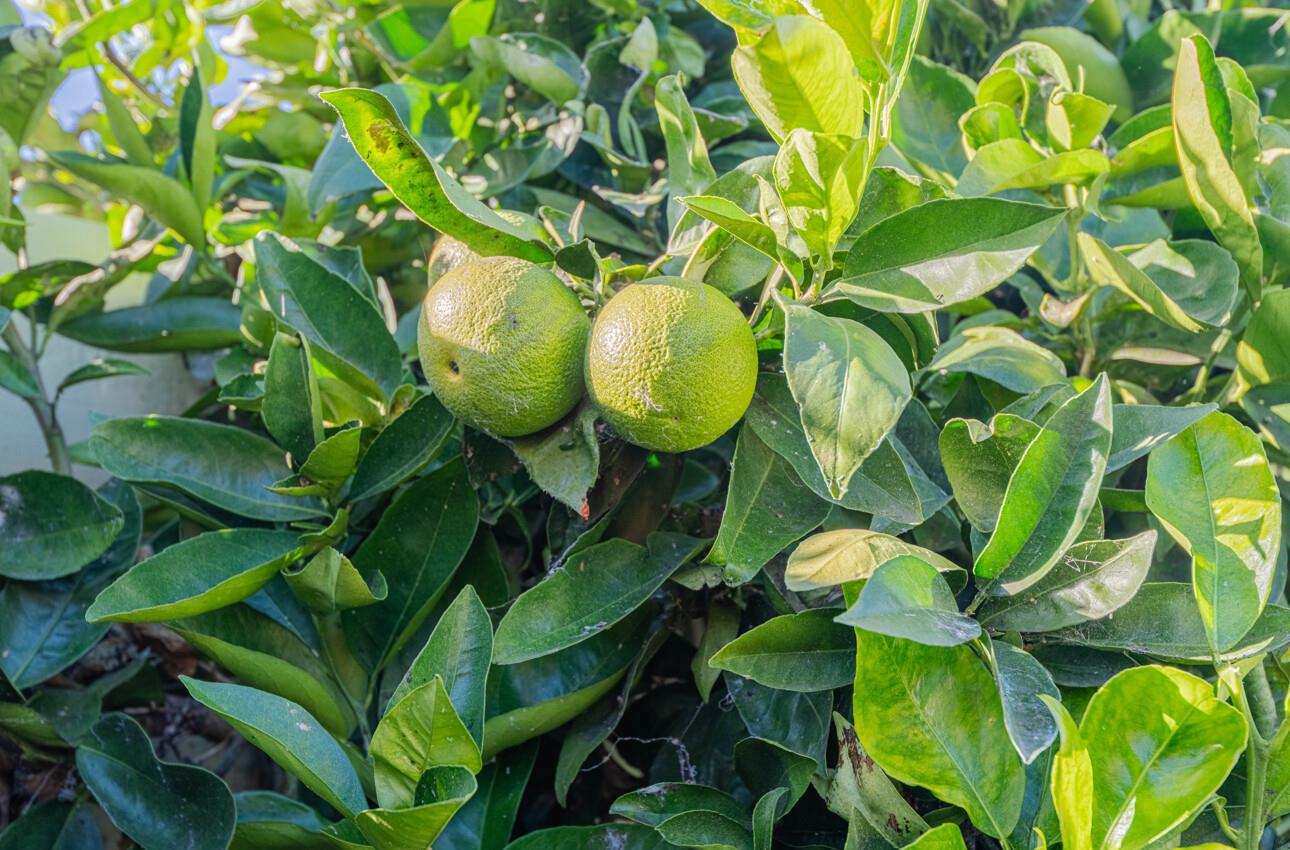 194 Riker Terrace Salinas, CA 93901 - Photo 36 of 36 a plant with a plant