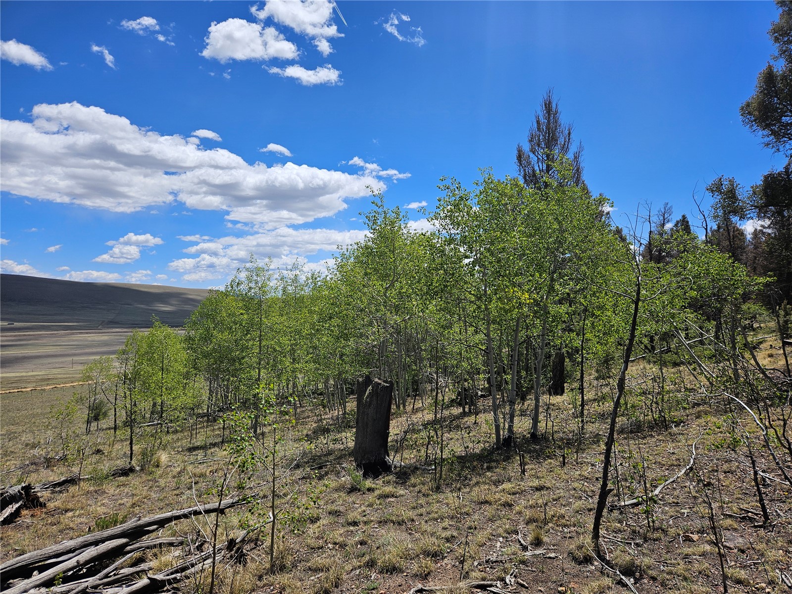 1412 Redhill Road Fairplay, CO 80440 - Photo 7 of 45 a view of a bunch of trees