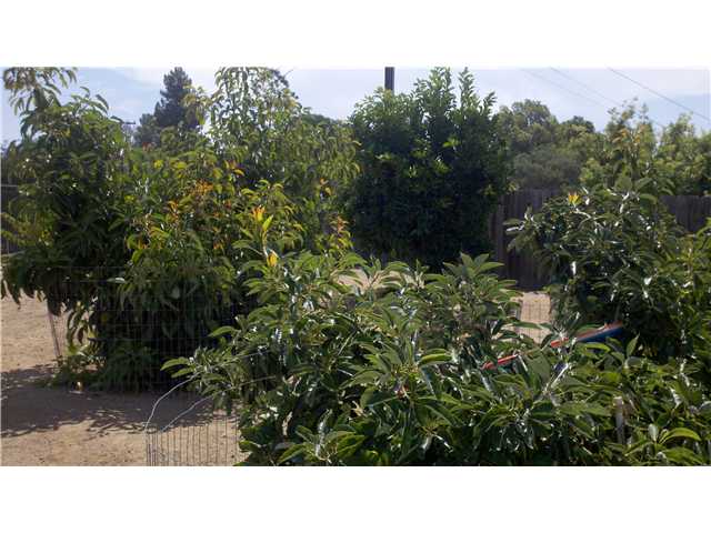 2839 Olive View Road Alpine, CA 91901 - Photo 13 of 20 Orchard area in back yard
